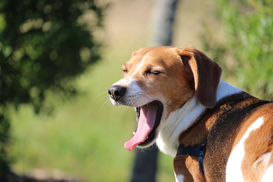 Perro Beagle