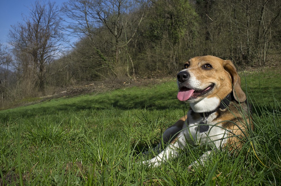 Perro Beagle