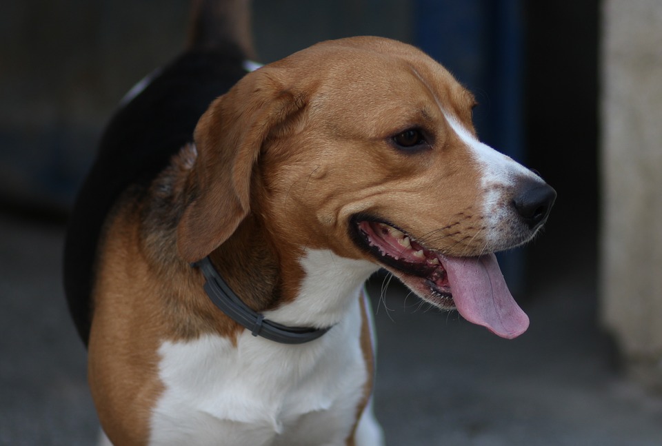 Perro Beagle