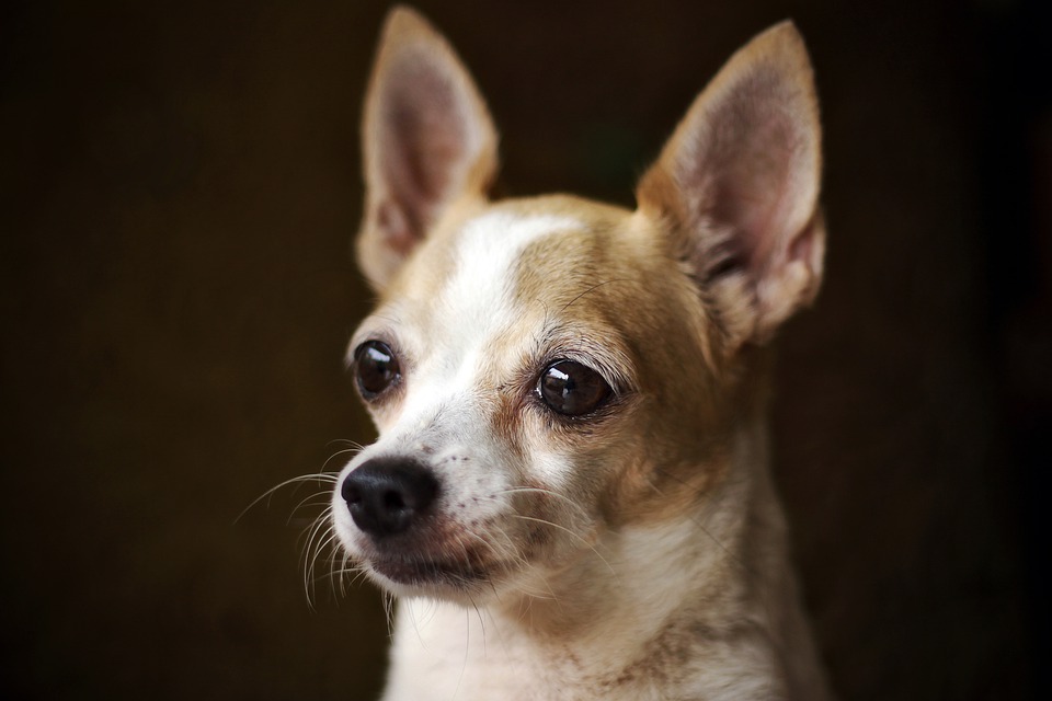 Perro Chihuahua