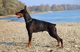 Perro Doberman