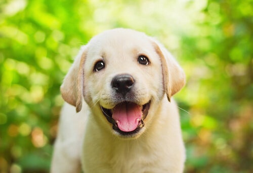 Cachorro Labrador