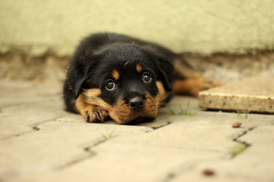 RAZA ROTTWEILER