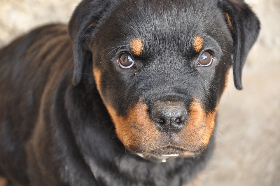 Raza ROTTWEILER