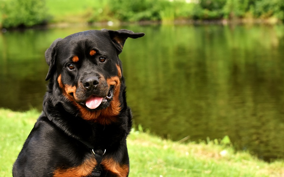 RAZA ROTTWEILER
