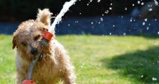 ¿Cómo Saber Si Mi Perro Tiene Sed?