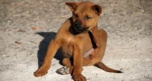 Le encontré una pulga a mi perro ¿Qué hacer si encuentras una pulga en tu perro?