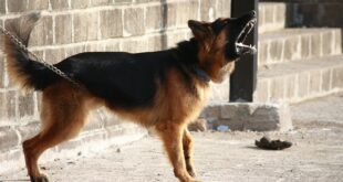 Mi Perro Ladra Todo El Dia