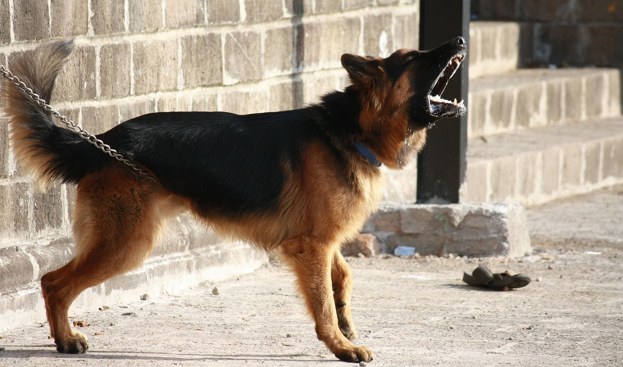 Mi Perro Ladra Todo El Dia