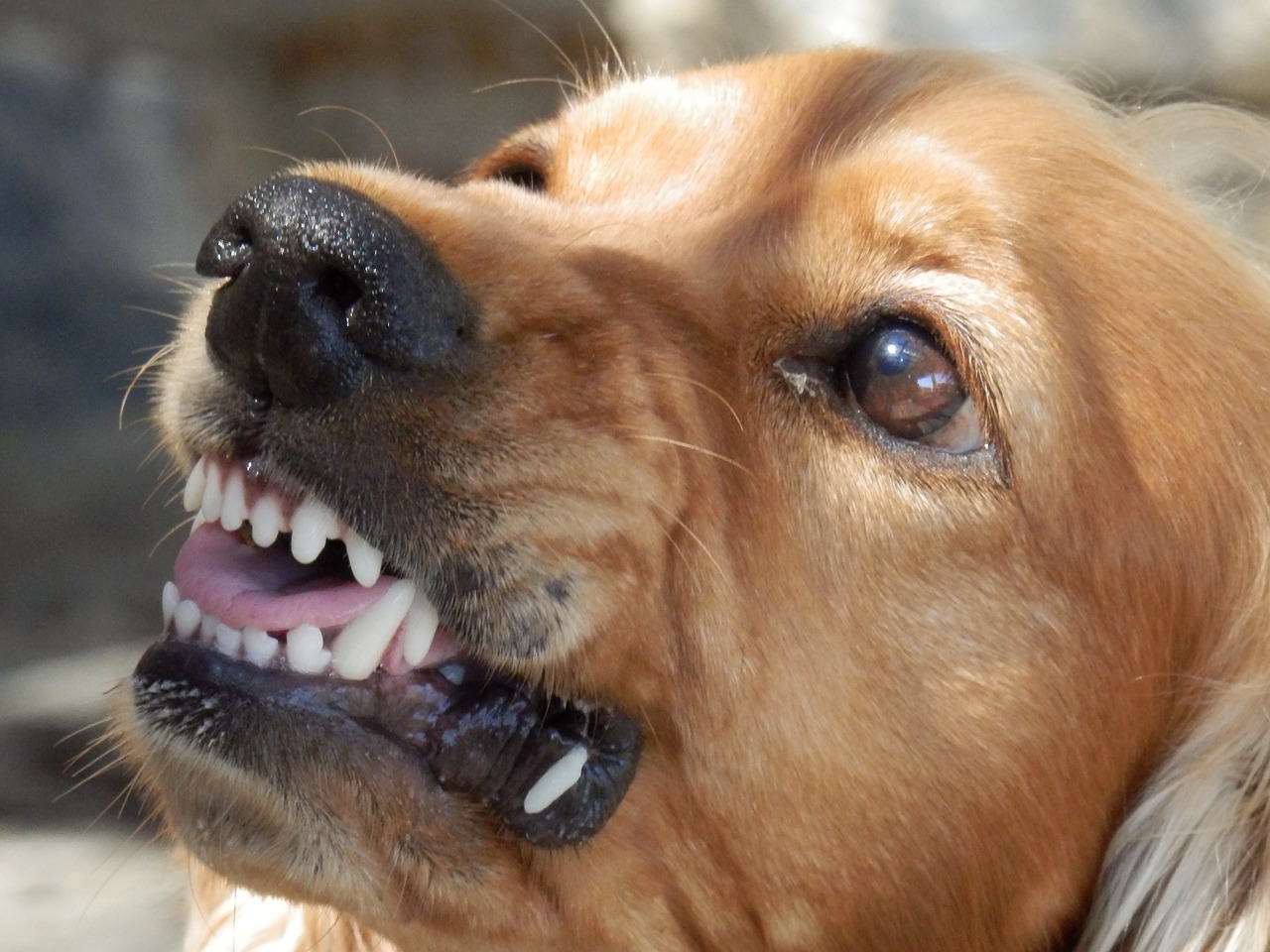 ¿Cómo Saber Si Mi Perro Está Enojado?