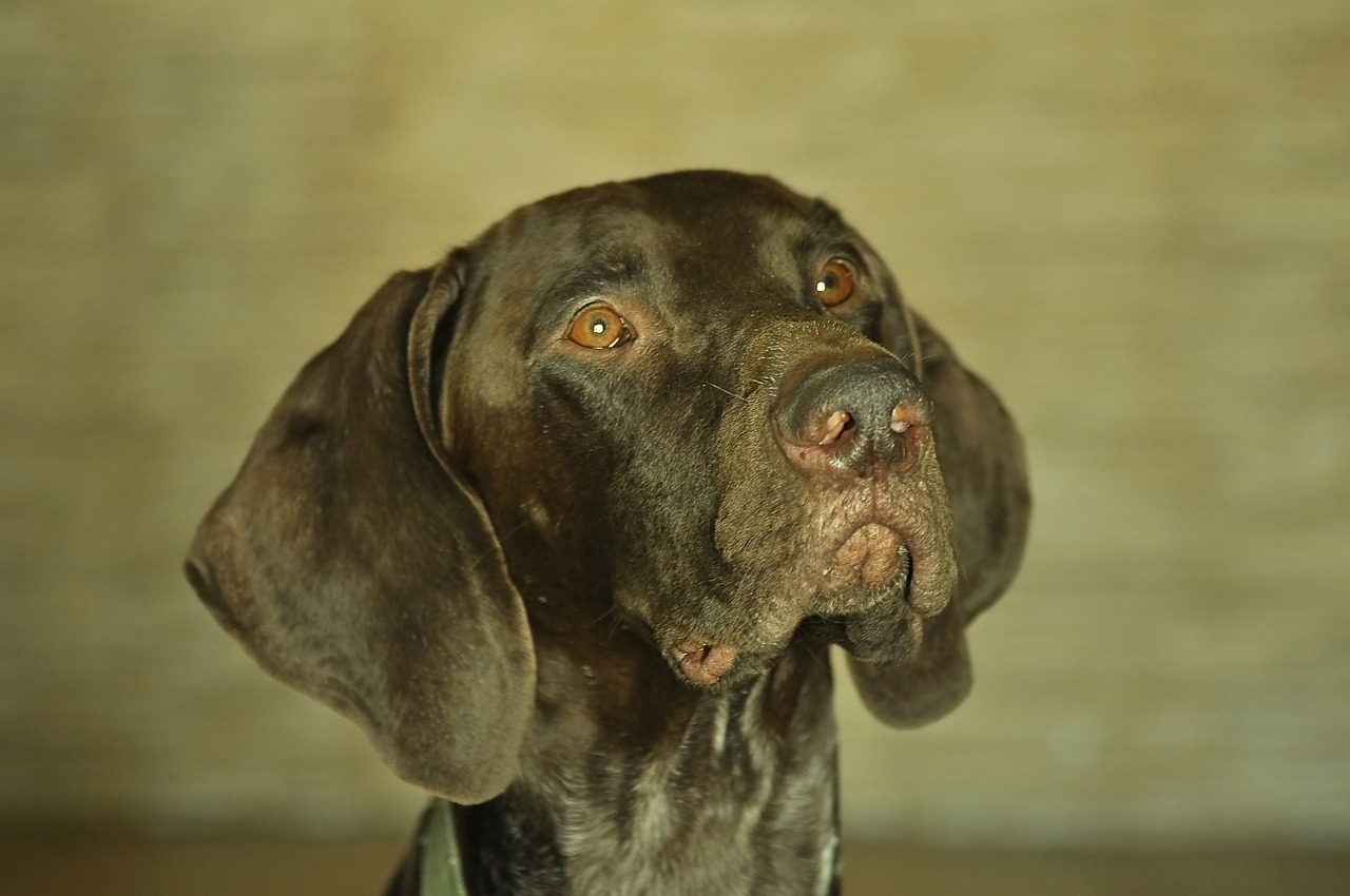Cómo quitarle el olor a perro a mi perro