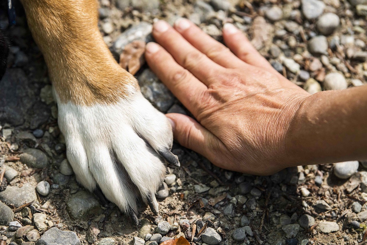 Cómo limpiar las patas de mi perro