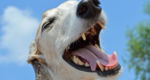 Lavar los Dientes de mi Perro