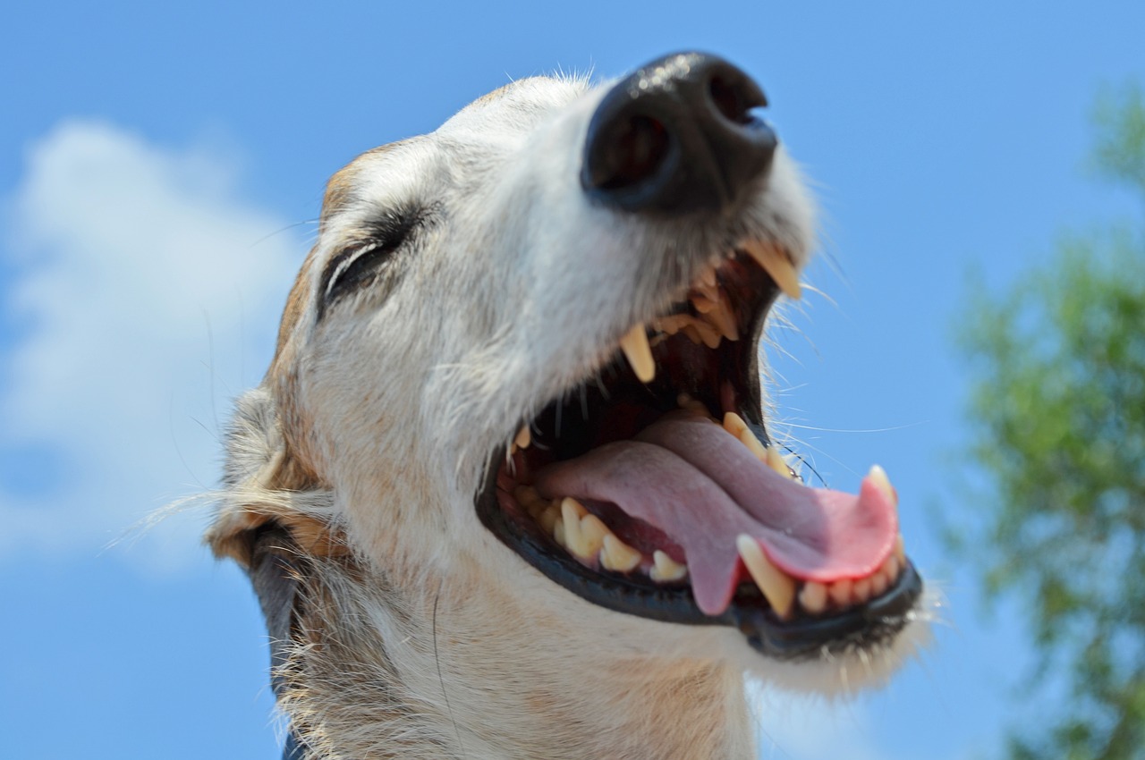Lavar los Dientes de mi Perro