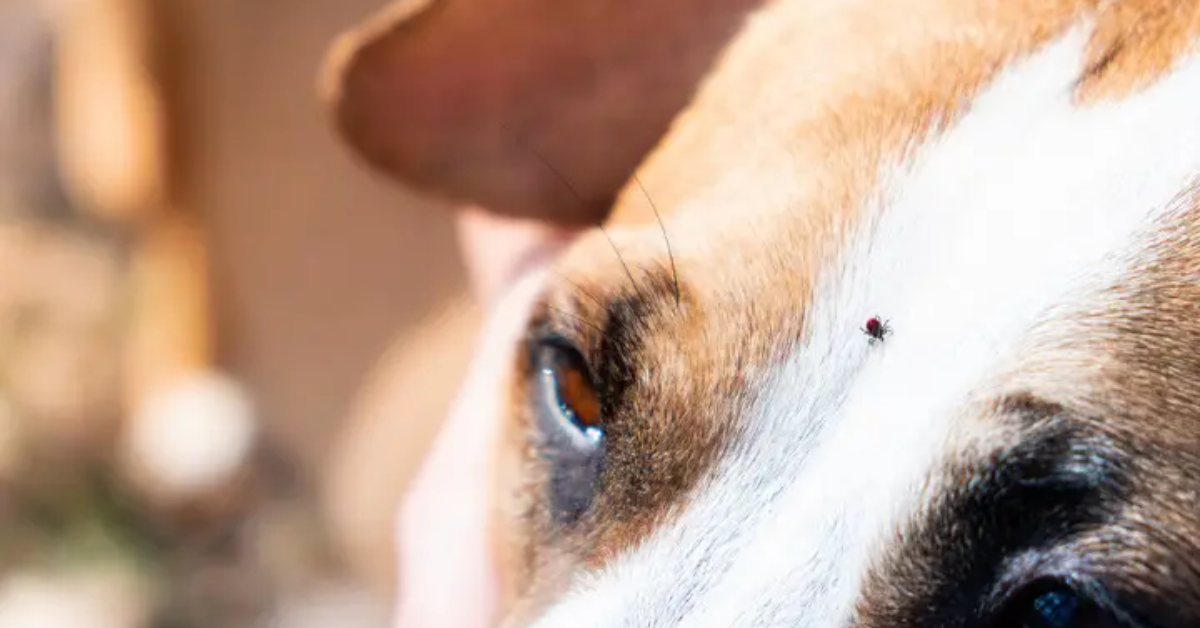 Repelente casero: Cómo eliminar garrapatas de tu mascota (perro o gato) con vinagre